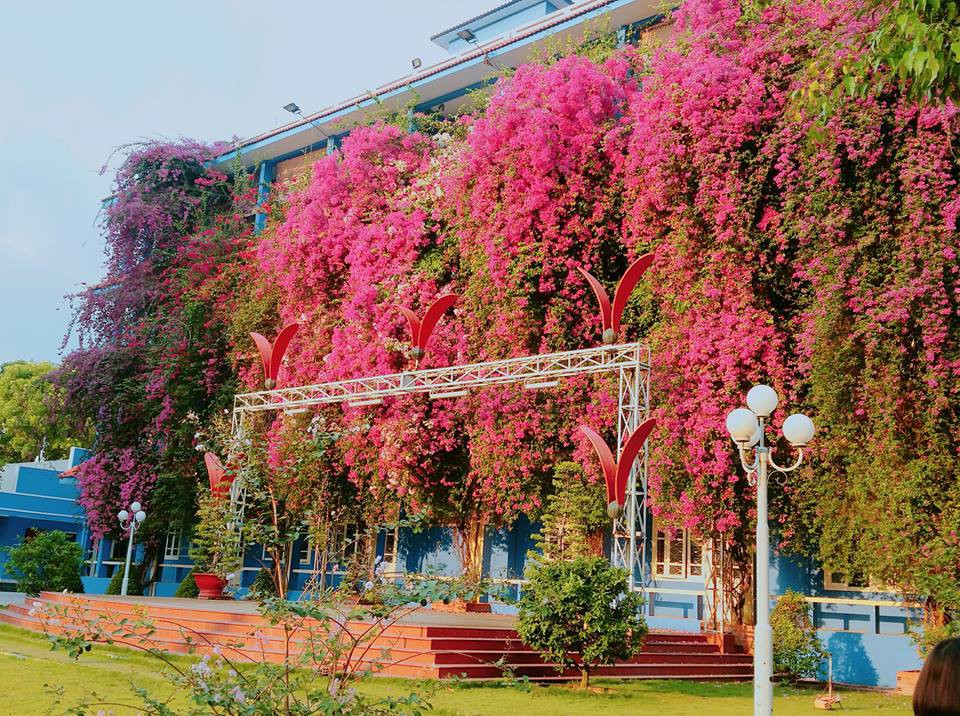 Top 13 loại cây trồng bồn hoa trường học đẹp và dễ chăm sóc nhất #15 Top 13 loại cây trồng bồn hoa trường học đẹp và dễ chăm sóc nhất